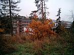 Borovina