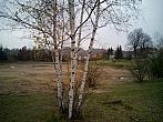 Borovina