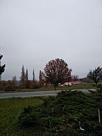 Pacov