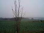 Borovina