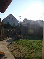 Třibřichy