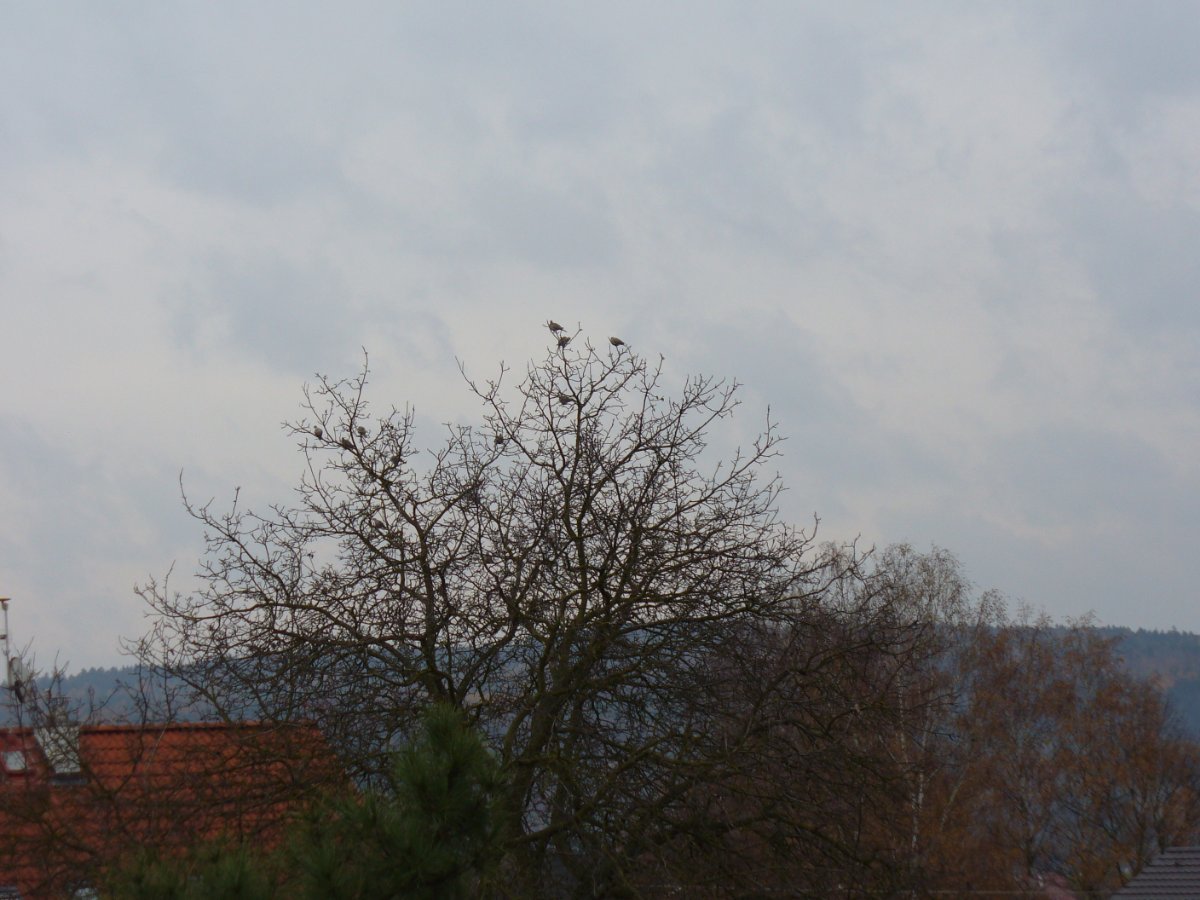 Dýšina