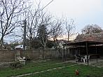 Třibřichy