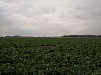 Císařov