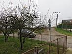Třibřichy
