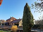 Olešná