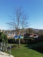 Skalité