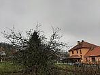 Olešná