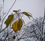 Třebíč-Borovina