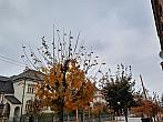 Jihlava
