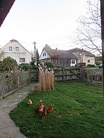 Třibřichy