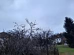Olešná