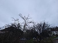 Olešná