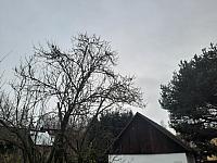 Olešná