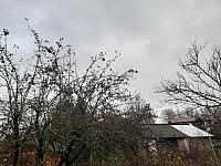 Olešná