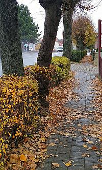 Borovina