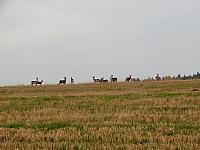 Němčice Zhoř