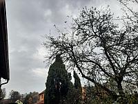 Olešná