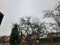Olešná