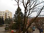 Borovina