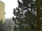 Borovina