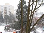 Borovina