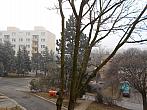 Borovina