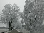 Zajíčkov