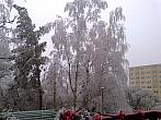 Borovina
