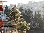 Borovina