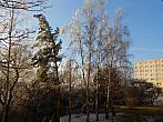 Borovina