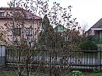 Třibřichy