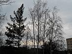 Borovina