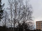 Borovina