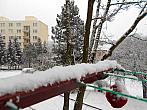 Borovina