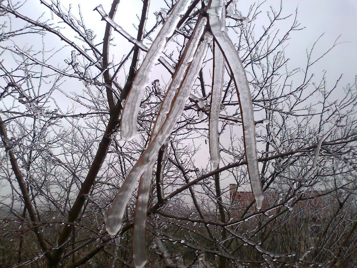 Borovina