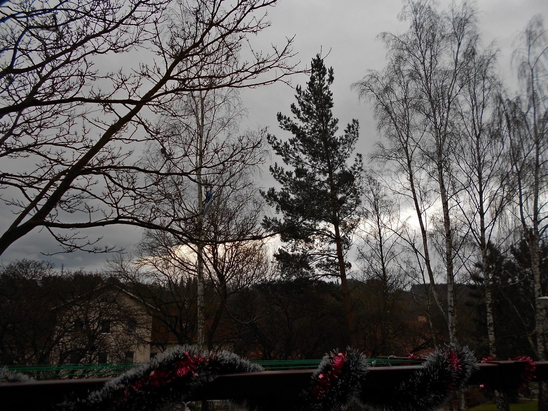 Borovina