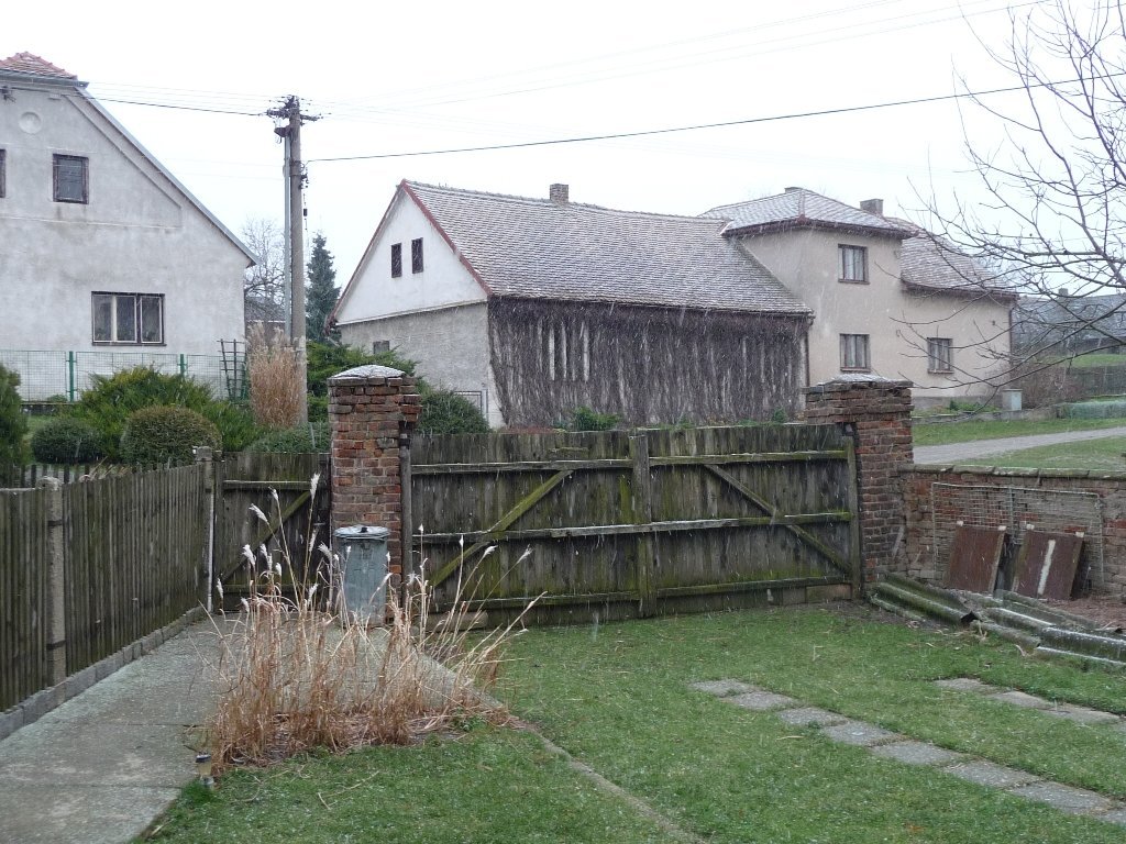 Třibřichy