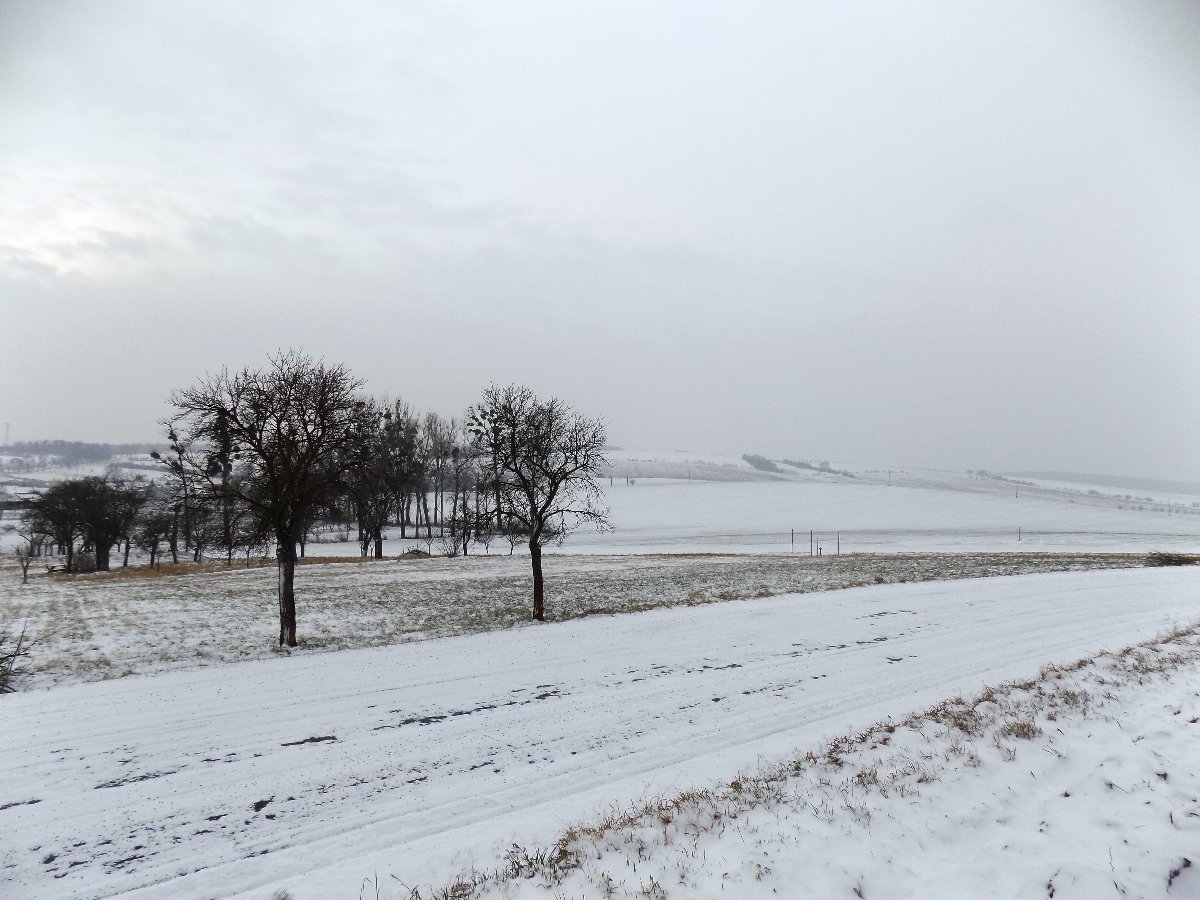 Kvasice