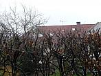 Třibřichy