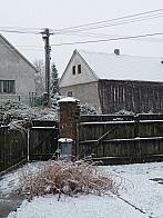 Třibřichy