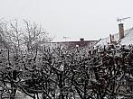 Třibřichy