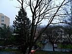 Borovina