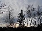 Borovina