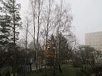 Borovina