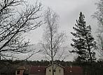 Borovina