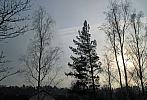 Borovina