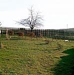 Babice