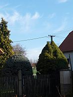 Třibřichy