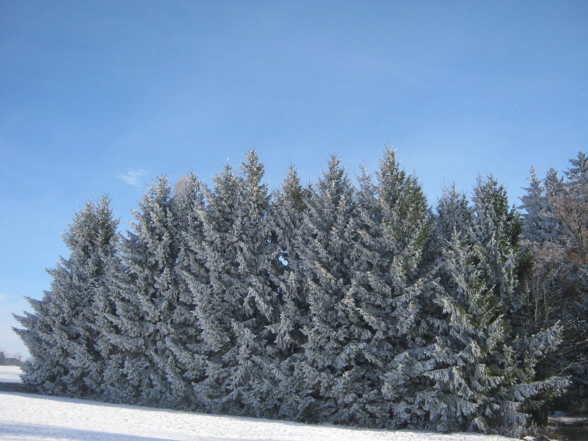 Němčice Zhoř